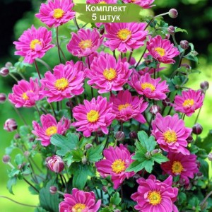 Луковицы анемоны Гибридная  -  комплект 5 шт.