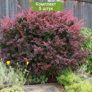 Саженцы барбариса Атропурпуреа (Atropurpurea)  -  комплект 5 шт.