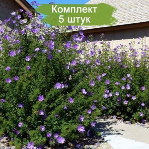 Саженцы гибискуса Хьюгеля -  комплект 5 шт.