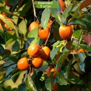Саженцы хурмы Виргинской -  комплект 5 шт.