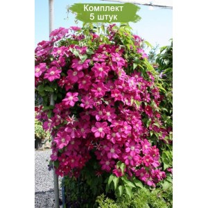 Саженцы клематиса Эрнест Маркхем (Ernest Markham) -  комплект 5 шт.