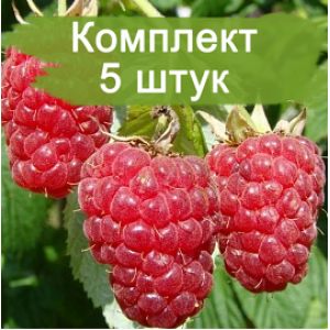 Саженцы ремонтантной Малины Конек Горбунок (Красная) -  комплект 5 шт.