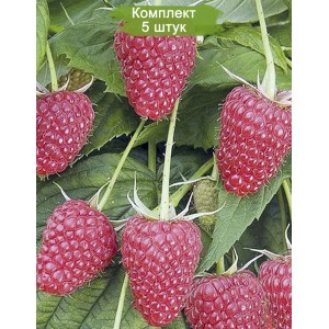 Саженцы малины Таруса (Красная) -  комплект 5 шт.