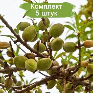 Саженцы миндаля Прибрежного -  комплект 5 шт.