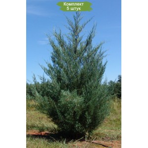Саженцы можжевельника Виргинского от 100 см -  комплект 5 шт.