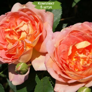 Саженцы английской розы Леди оф Шалот (Lady of Shalott) -  комплект 5 шт.