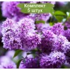 Саженцы сирени обыкновенной Сенсация -  комплект 5 шт.