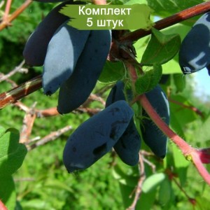 Саженцы жимолости Чулымская -  комплект 5 шт.