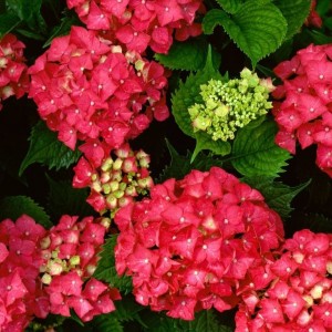 Саженец гортензии крупнолистной Ред Энджел (Red Angel)