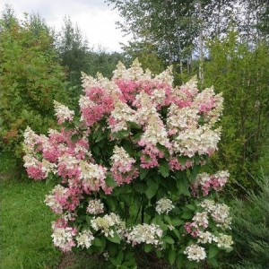 Саженец гортензии метельчатой Пинки Винки (Pinky Winky)