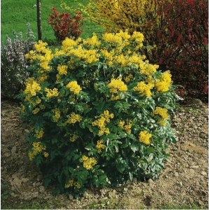 Саженец Магонии