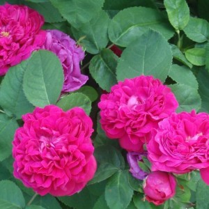 Саженец почвопокровной розы Фейри Чейнгелинг / Фейри Чейнджлинг (Fairy Changeling)