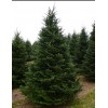 Саженец Ели Сибирской до 1 метра