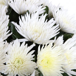 Саженец хризантемы мультифлора Москва белая (Белая )