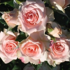 Саженец спрей розы Олеся (Sprey Olesya)