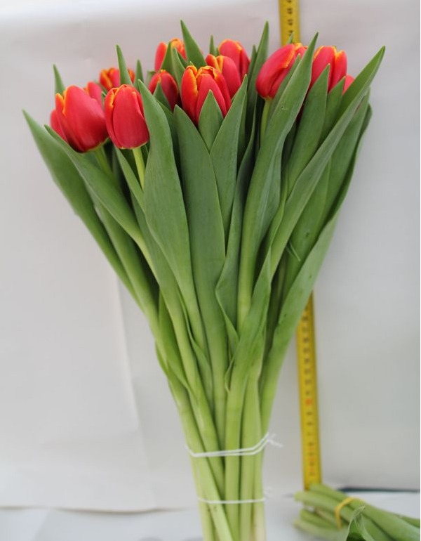 Тюльпаны ставить в холодную или теплую воду